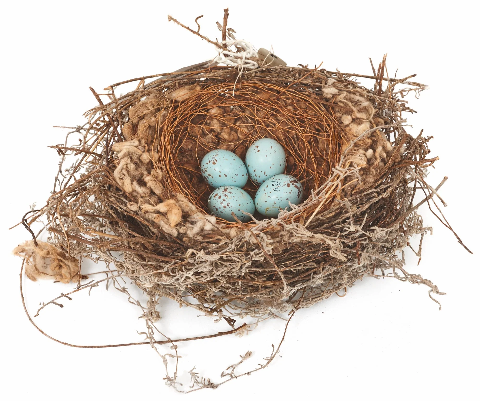 Smithsonian Handbook of Interesting Bird Nests and Eggs - Image 5